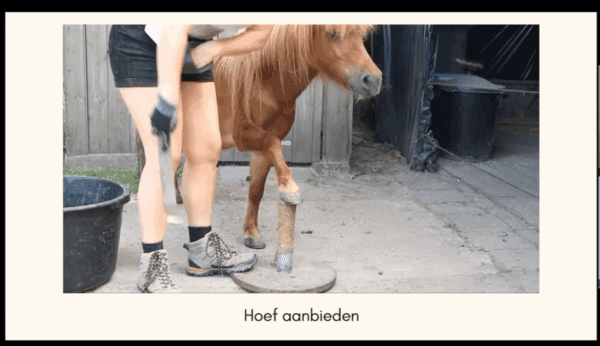 Webinar over startbuttons: natuurlijk bekappen